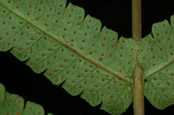 Lower surface of rachis and pinnae