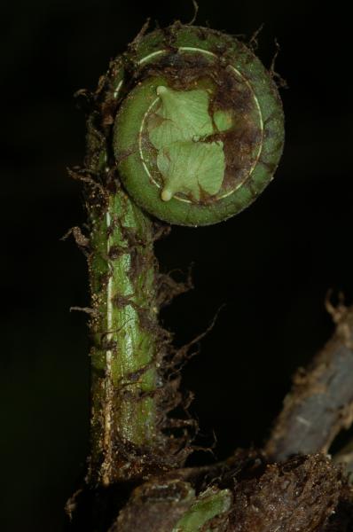 Crozier with prominent pale green aerophores