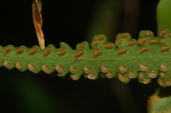 Lower surface of fertile frond