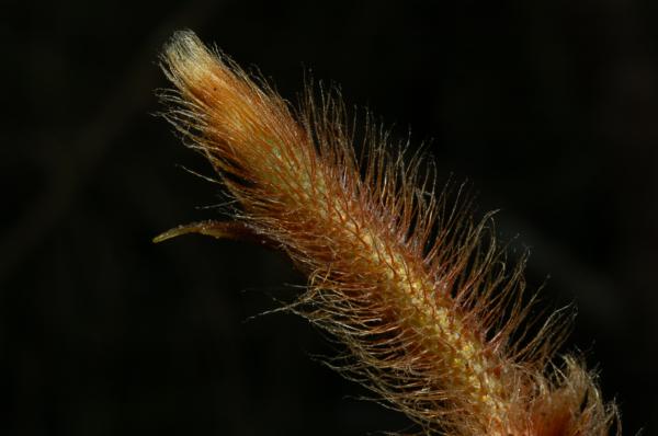 Growing tip of rhizome