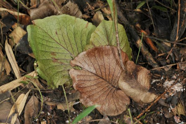Young nest leaves