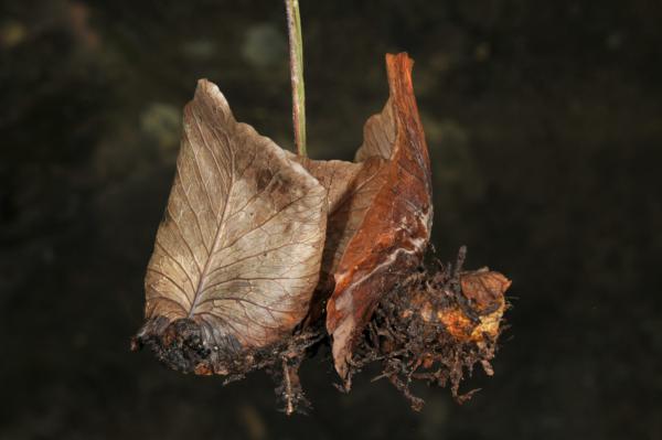 Old dry nest leaves