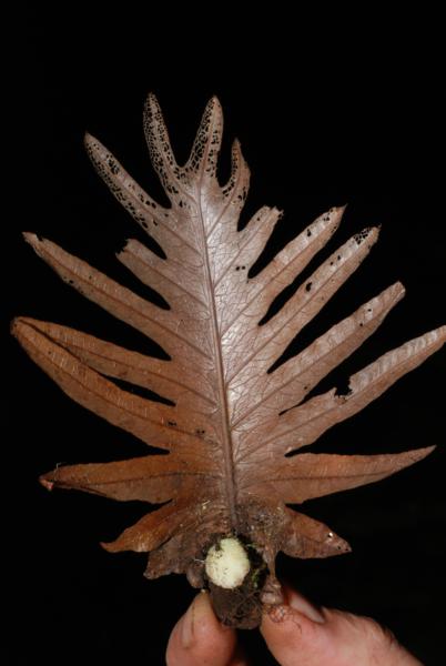 Nest leaf