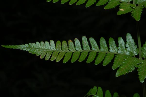 Upper frond surface