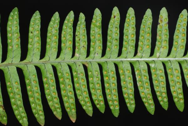 Lower frond surface