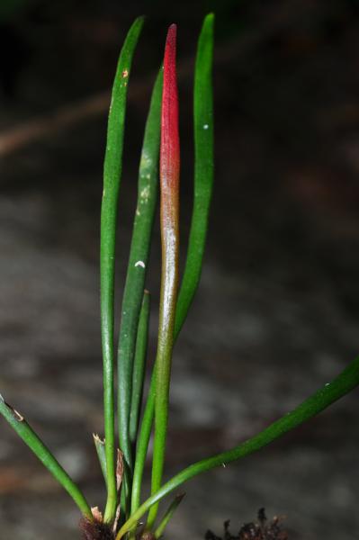 Mature (green) and young (red) fronds