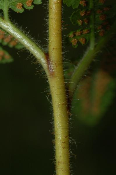 Rachis with frond bases