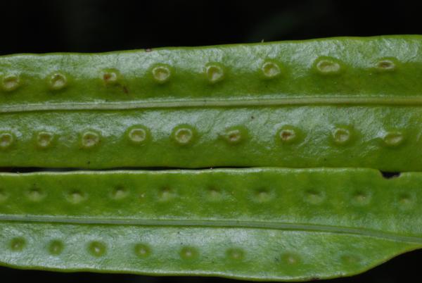 Variation in upper leaf surface