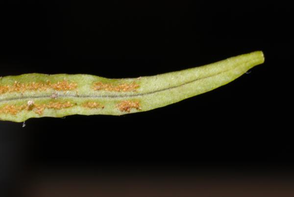 Lower surface of frond apex