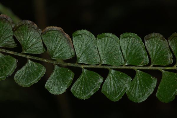 Upper surface of lamina of L. orbiculata var.orbiculata   