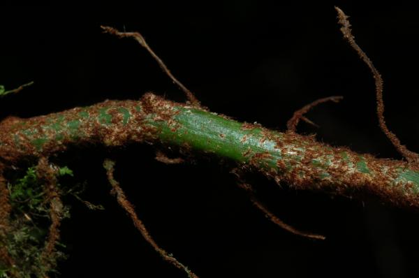 Rhizome with scales removed