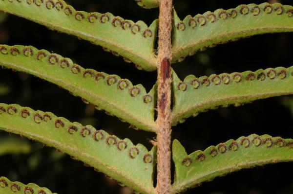 Lower surface of rachis and pinnae