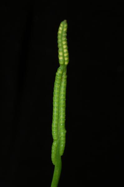Sprophyll (fertile part of frond)