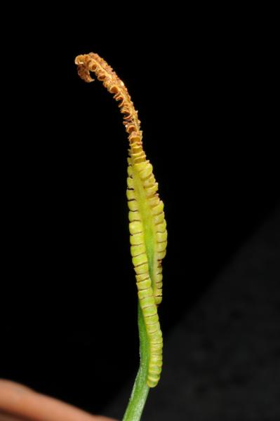 Mature sporophyll (fertile part of frond)