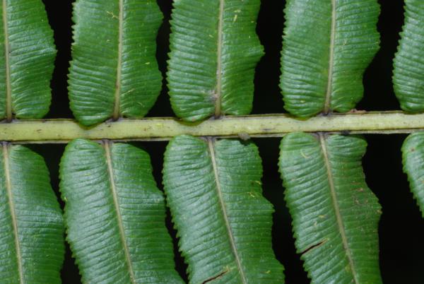 Upper surface of rachis and pinnae