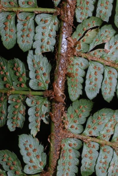 Rachis and lower surface of pinnae