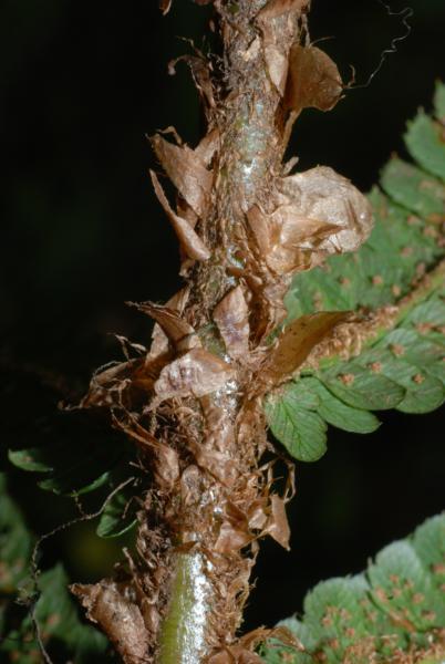Scales on rachis