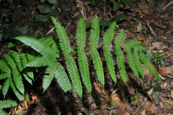 Frond, form without white stripe