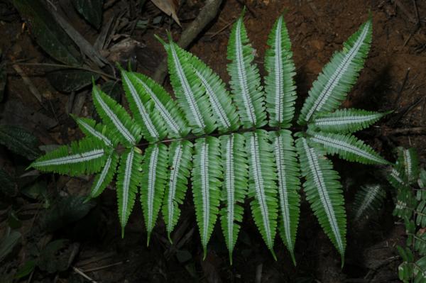 Frond, form with white stripe