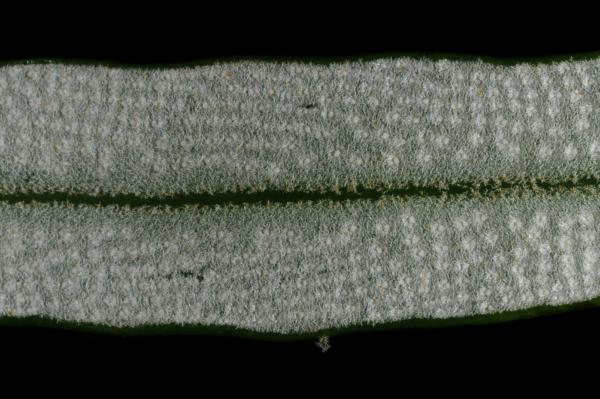Lower surface of frond with young sori
