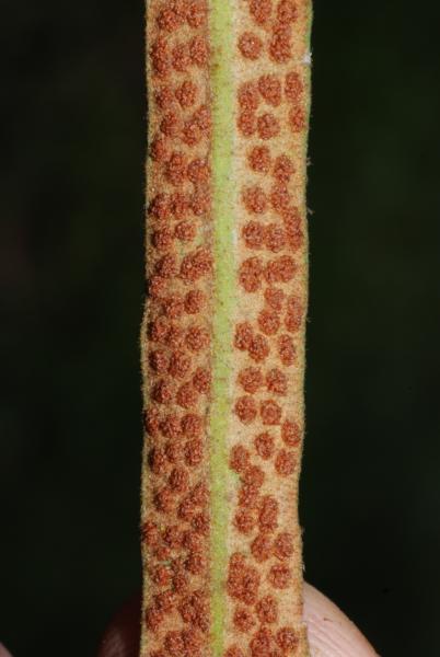 Lower surface of frond with mature sori