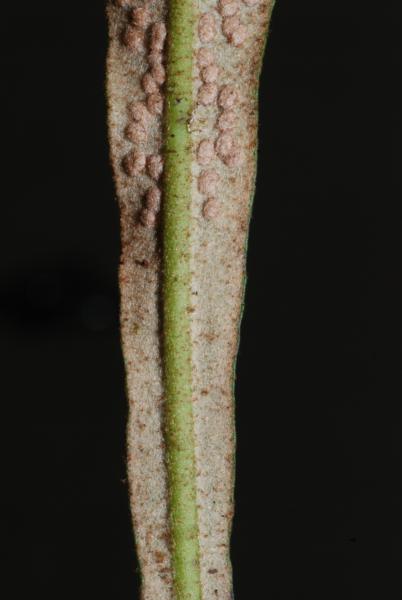Midrib on lower surface of frond
