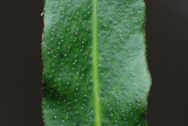 Upper surface of frond with hydathodes